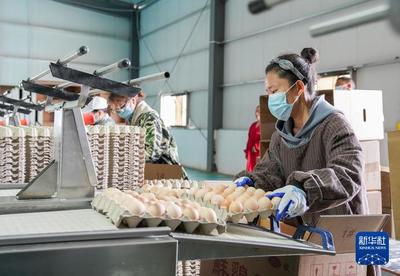 高原養(yǎng)雞記 西藏宏農(nóng)的生物飼料研發(fā)之路